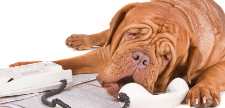 Obamacare ad uses talking animals