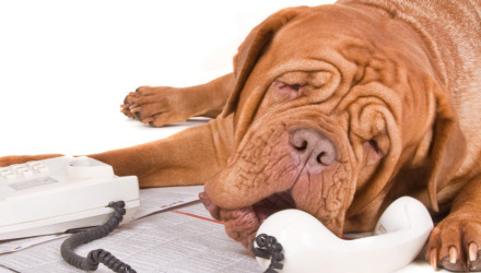 Obamacare ad uses talking animals
