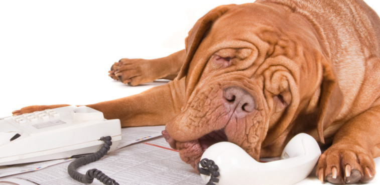 Obamacare ad uses talking animals