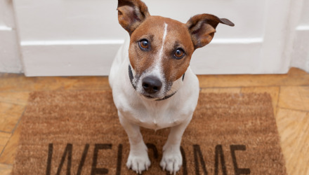 Should landlords allow dogs?