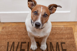 Should landlords allow dogs?